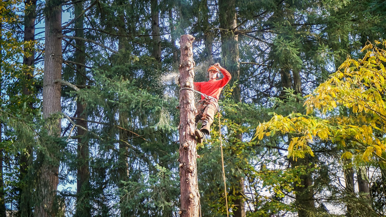 tree removal