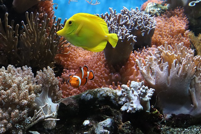 coral