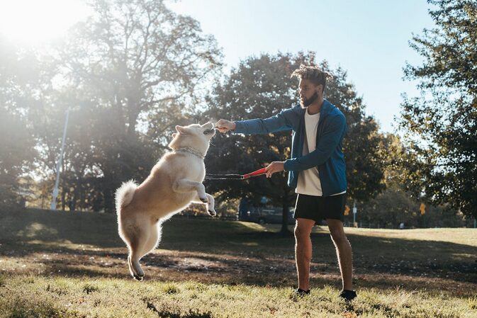 dog training
